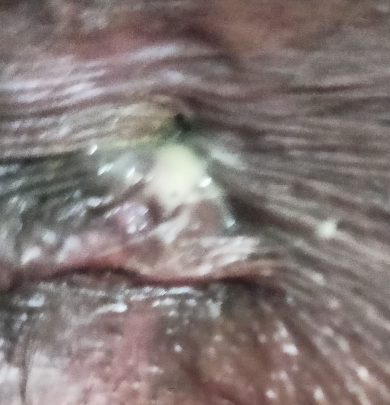 WhatsApp-Image-2024-10-29-at-02.35.09_868a7732